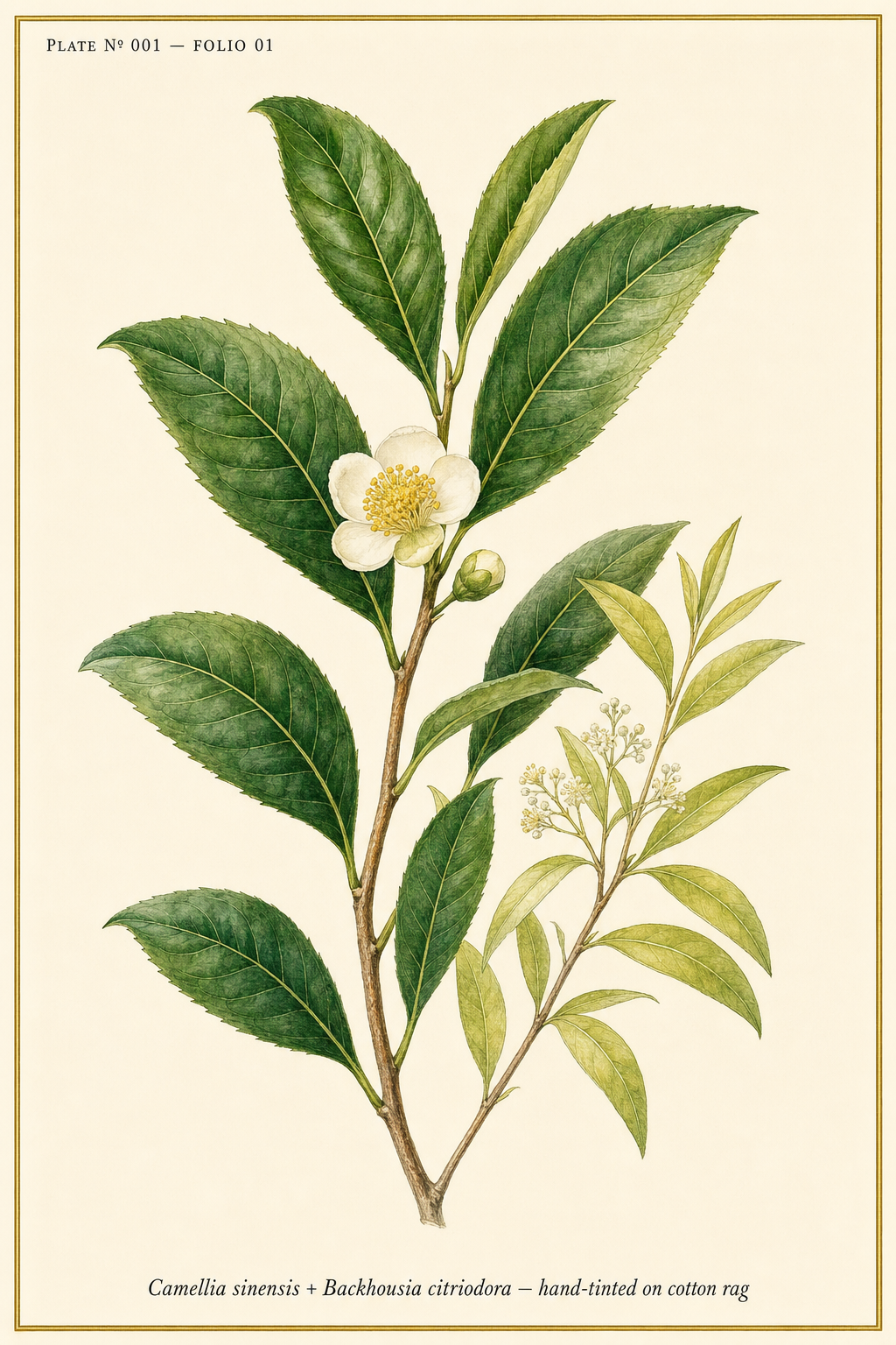 LINFA Vol. 1 Folium Viridis — botanical plate of Camellia sinensis and Backhousia citriodora, hand-tinted on cotton rag