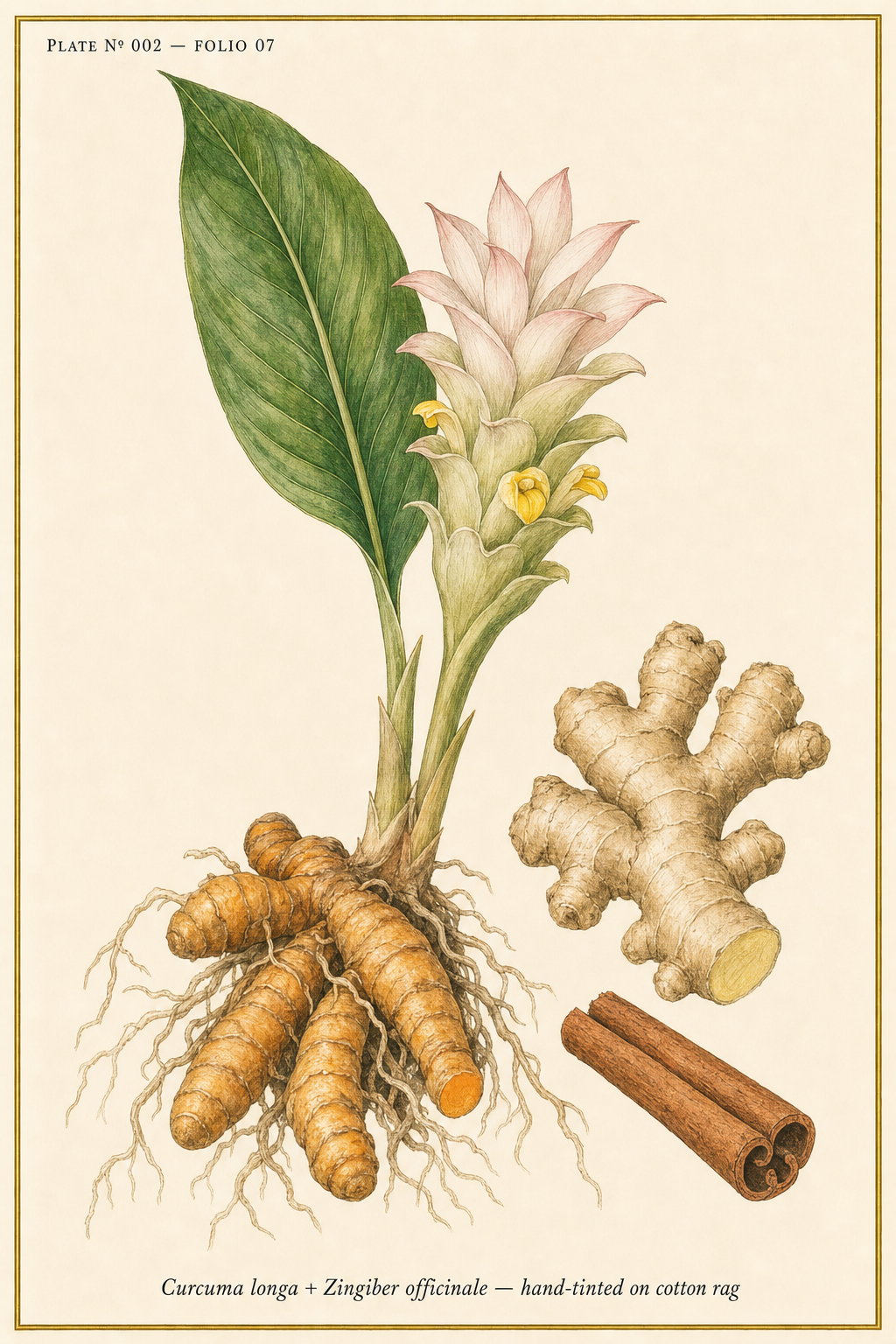 LINFA Vol. 2 Radix Aurea — botanical plate of Curcuma longa, Zingiber officinale, and Cinnamomum verum, hand-tinted on cotton rag