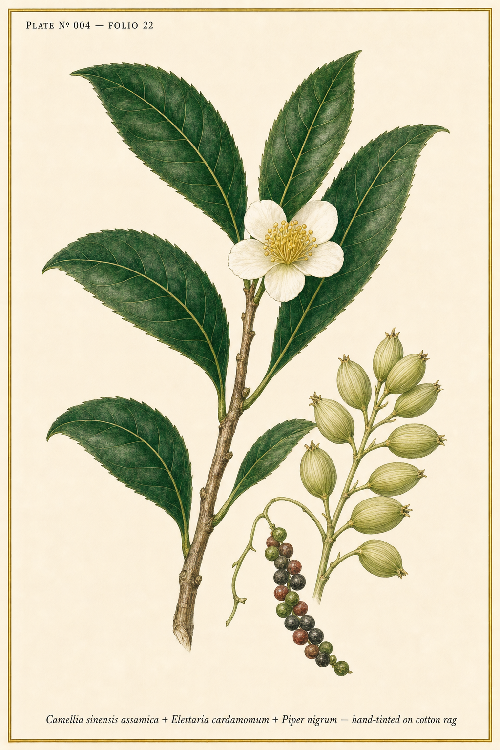 LINFA Vol. 4 Cortex Ardens — botanical plate of Assam tea, cardamom, and black pepper, hand-tinted on cotton rag