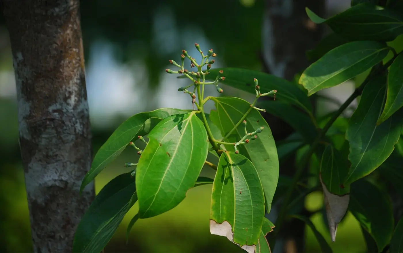 Ceylon Cinnamon Quills: concept imagery