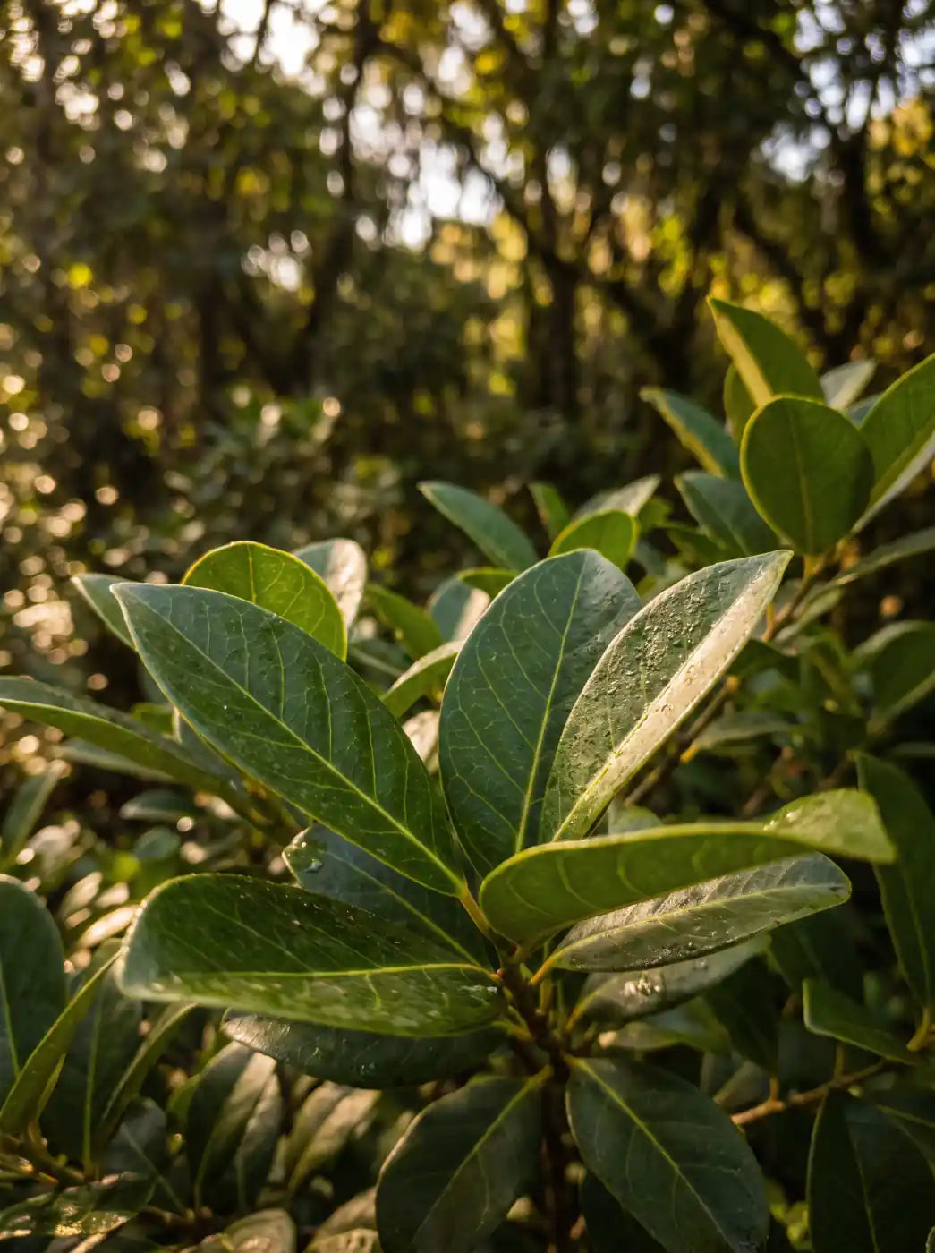 Yerba Mate Botanical Blend: concept imagery