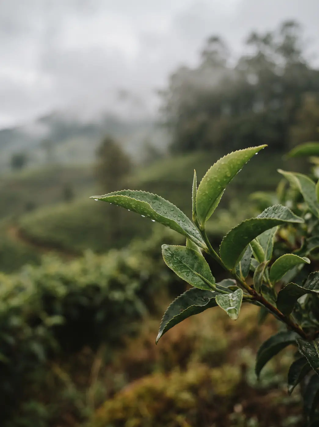 Ceylon Green Tea: concept imagery