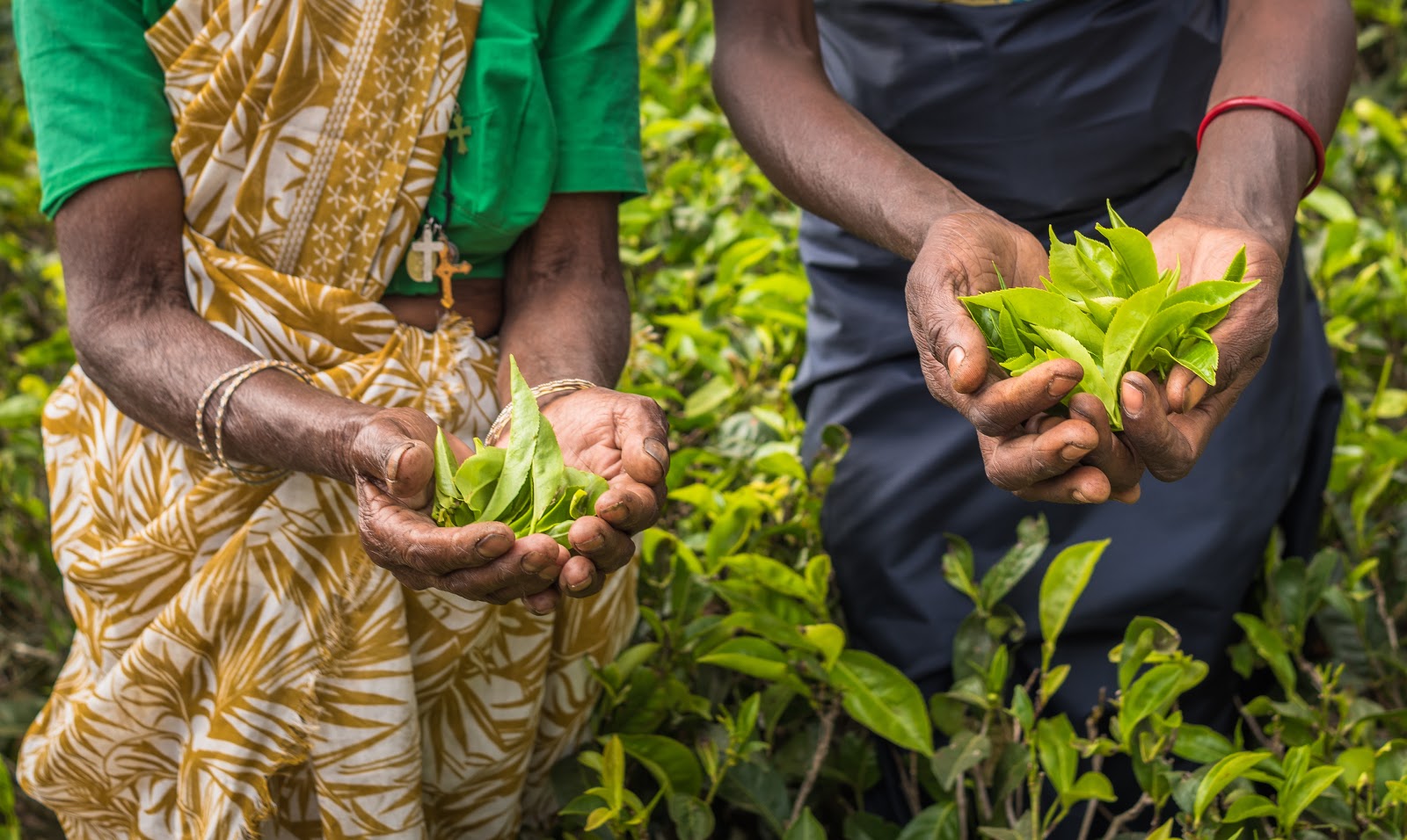 Tea pickers cradling freshly picked leaves in a Sri Lankan plantation