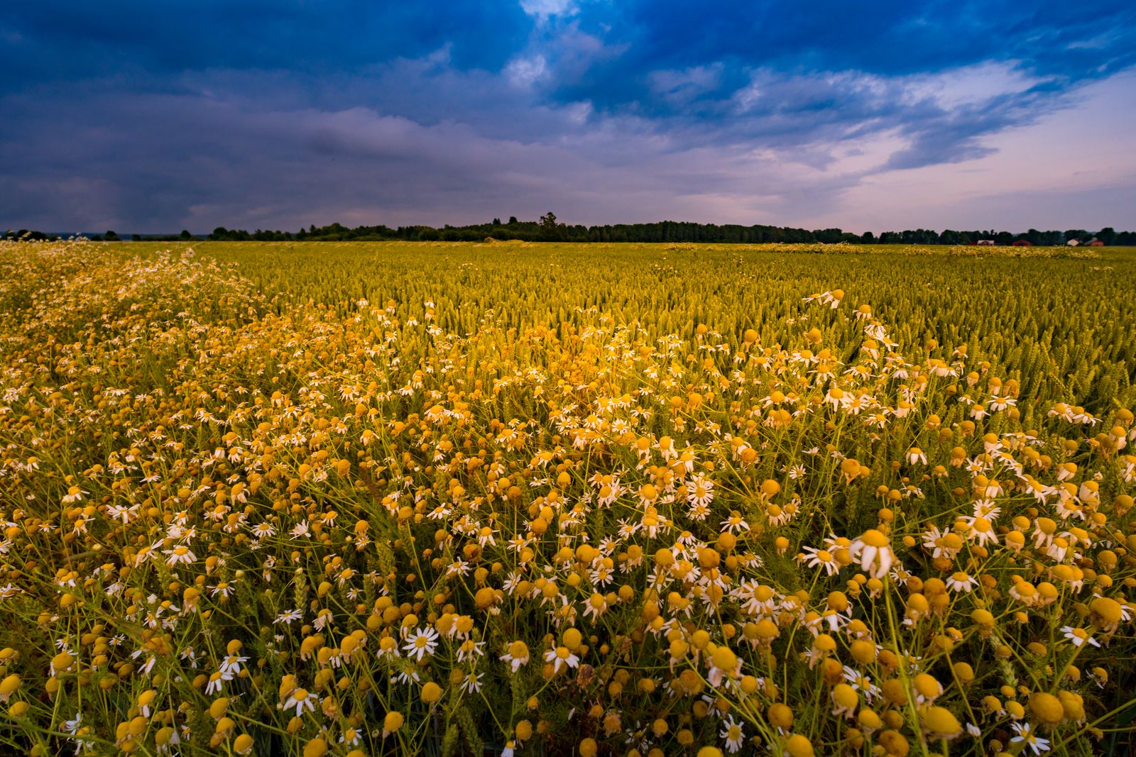 A field of chamomile blooming under a soft evening sky